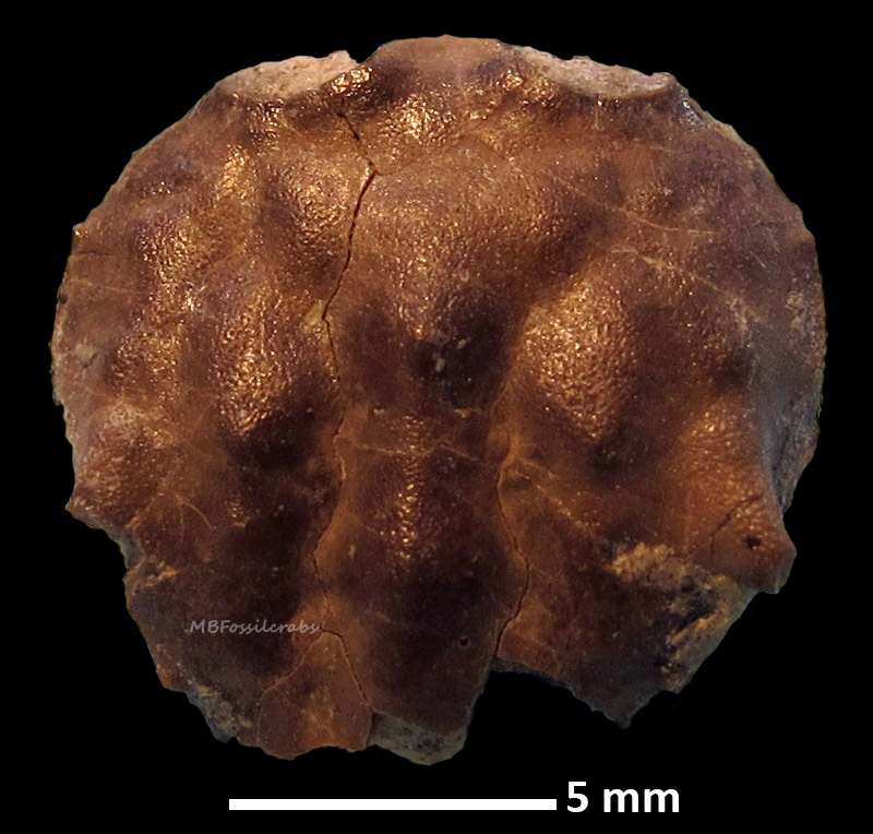 Stenodromia calasanctii